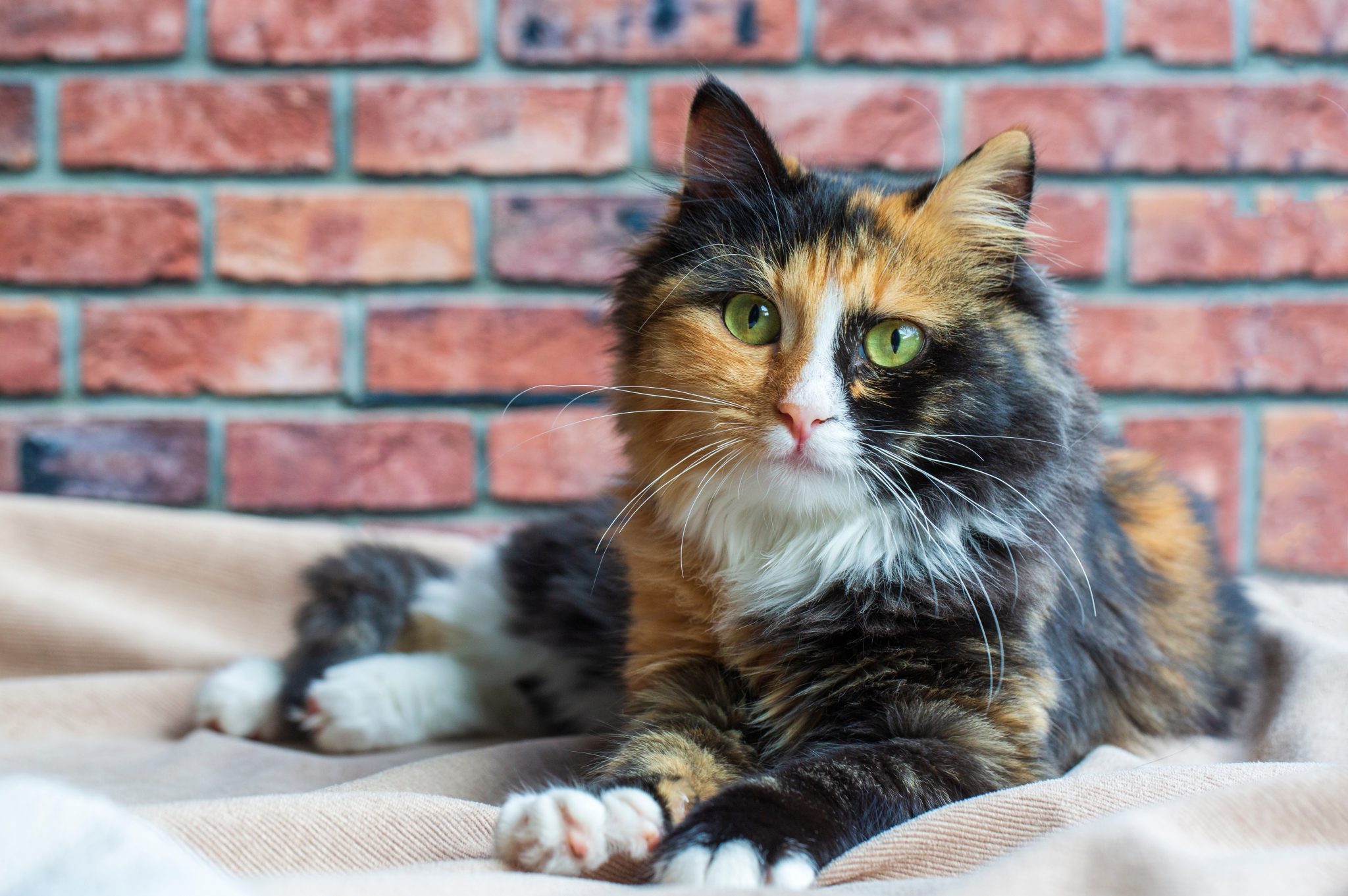 What Really Goes on Inside a Cat's Head All Day