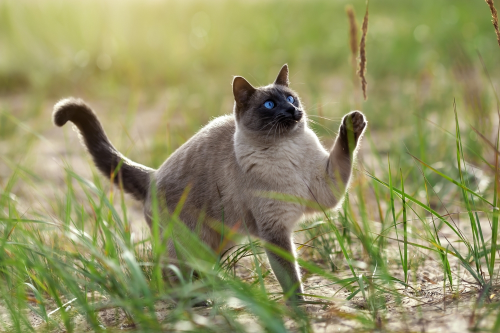 20 Cat High Five GIFs We Love: Cute & Funny Kitties