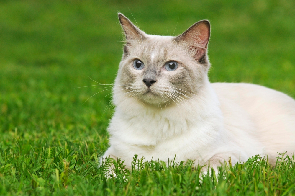 Lilac Ragdoll Cat: Info, Pictures, Facts & History