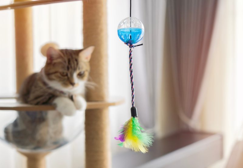 american shorthair cat looking at feather toy