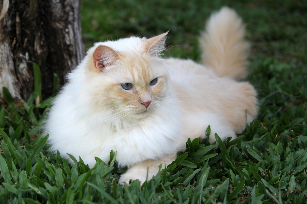 Why Cats Can’t Be Considered Low Maintenance: Vet-Verified Reasons