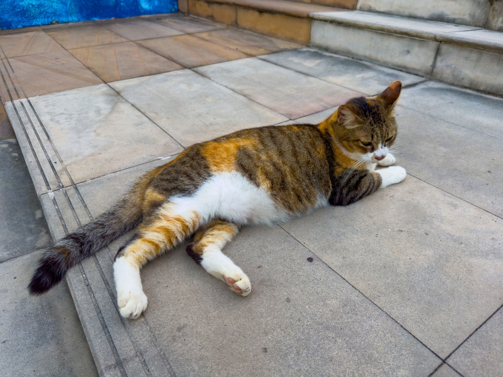 beautiful calico cat comfortably stretched out on warm stone steps