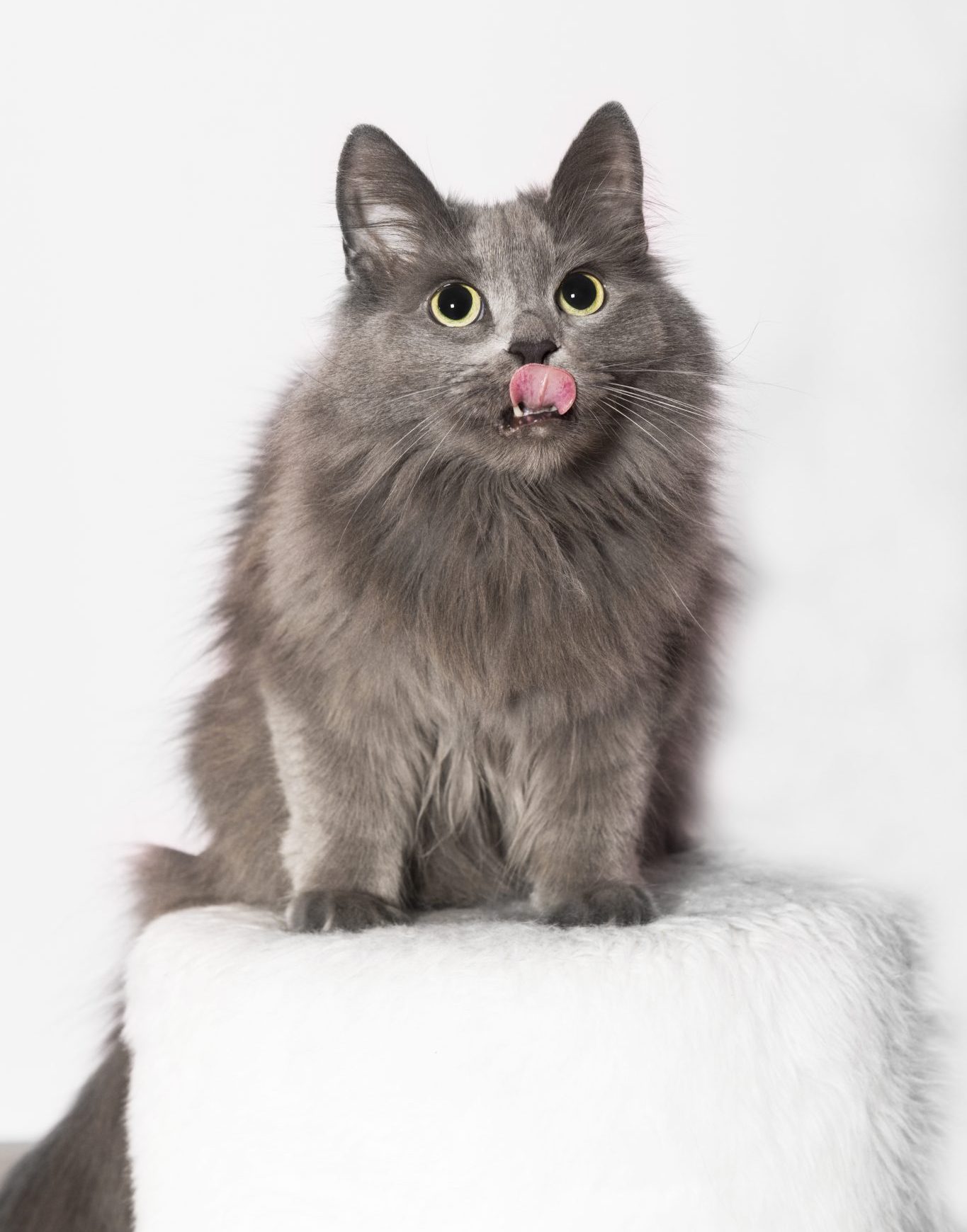 Portrait of a Turkish Angora Cat