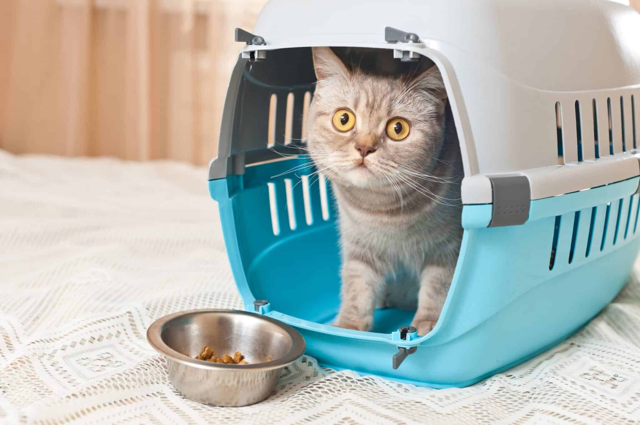 9 Best Cat Carriers for Nervous Cats in 2026 – Reviews & Top Picks