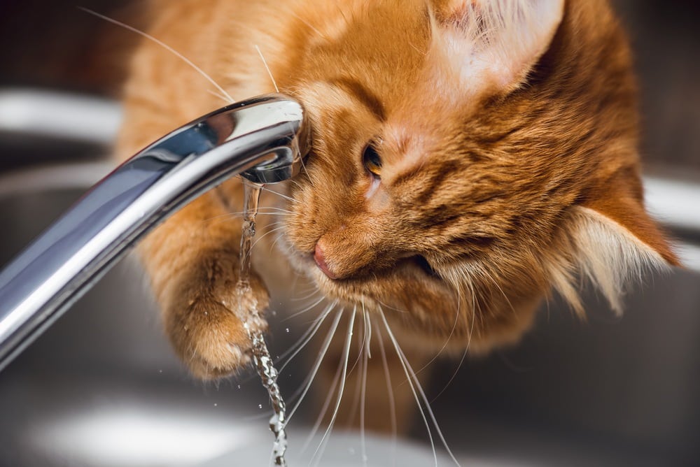 Why Do Cats Like Running Water? 6 Interesting Vet-Reviewed Reasons