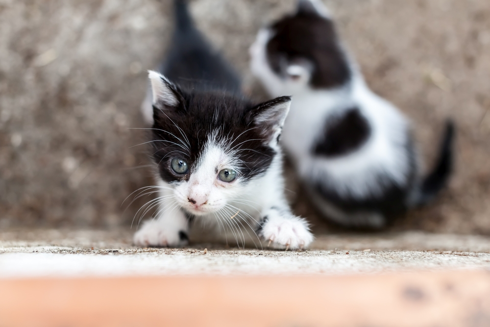 When Is Kitten Season? Quick Vet-Reviewed Facts