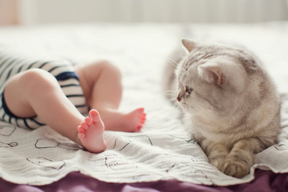 6 Myths About Cats & Babies: Interesting Facts to Learn