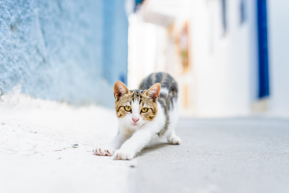 Aegean Cat Breed Info: Pictures, Temperament & Traits