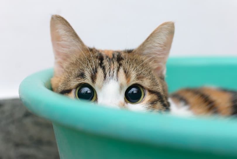 Do Cats Get Embarrassed in the Same Way Humans Do? Vet-Reviewed Feline Behaviour