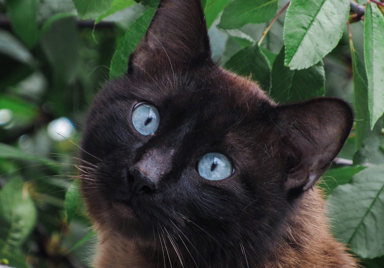 Does the Black Siamese Cat Exist? Vet-Reviewed Genetics & Coat Colors Explained