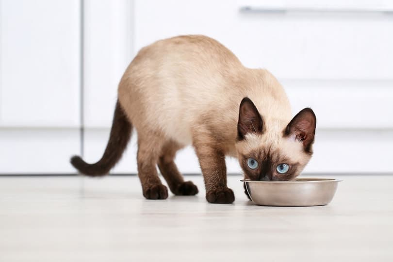 How Does Hairball Control Cat Food Work? Vet-Approved Facts & FAQ