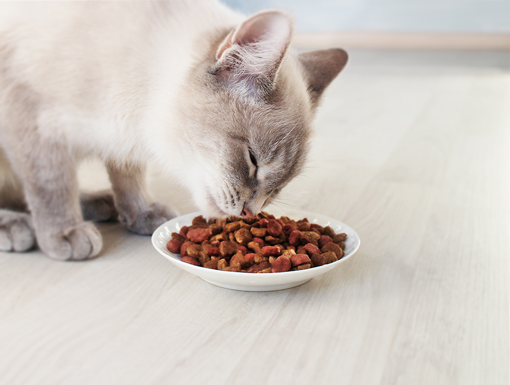 Siamese cat eating from a bowl