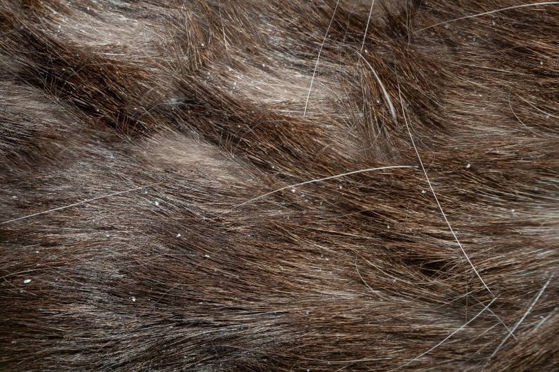 Why Does My Cat Have Dandruff? 11 Vet Reviewed Causes & Treatment