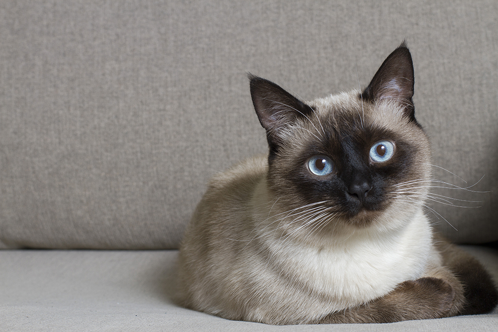 siamese cat lying on the couch