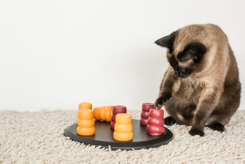 What Is a Cat’s IQ? Vet-Verified Facts & How to Test Feline Intelligence