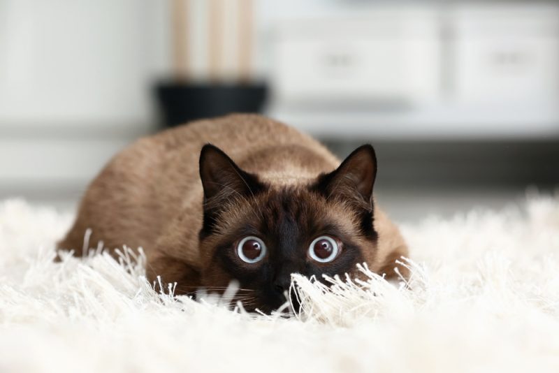 siamese cat ready to pounce indoor