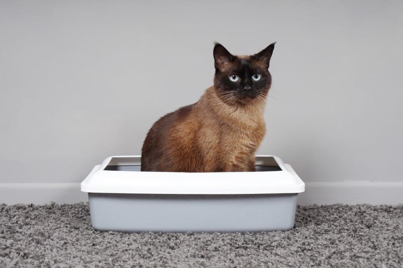 How Often Should a Cat Poop? Vet-Reviewed Facts to Know
