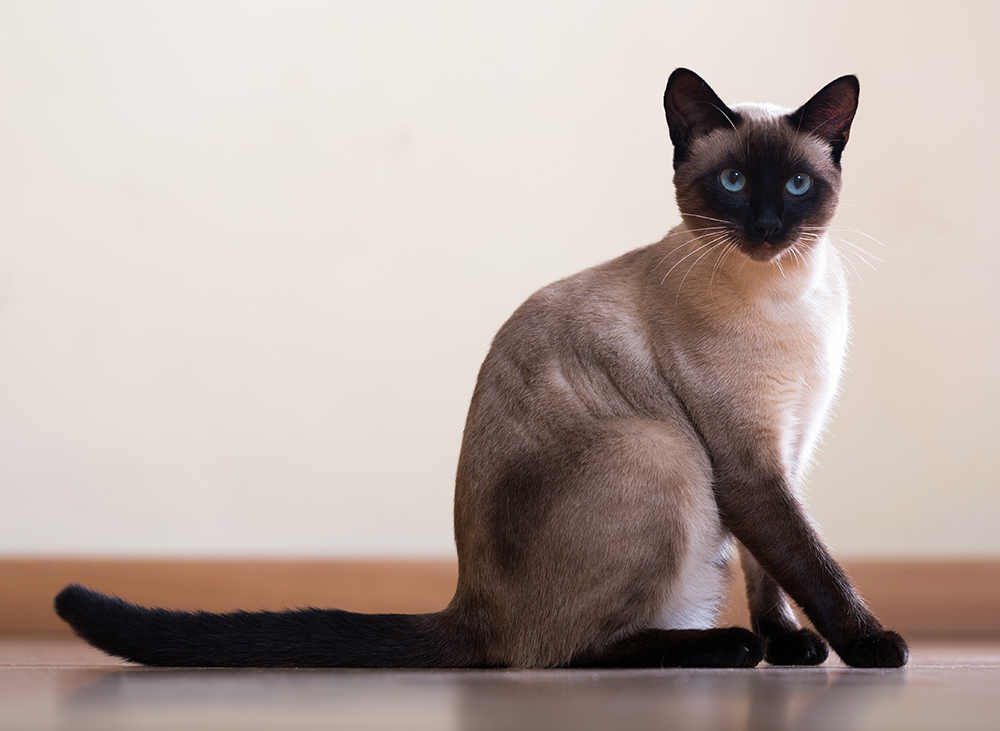 How Much Do Siamese Cats Cost? 2026 Price Guide