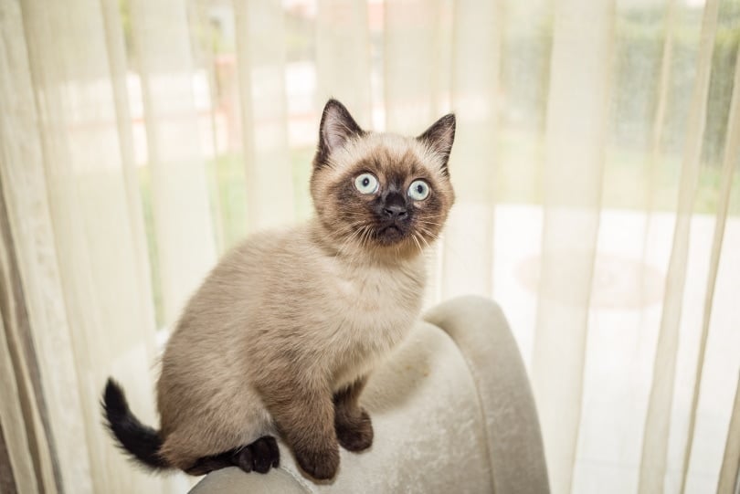 Siamese Kittens For Sale in Kansas: Breeders List 2026
