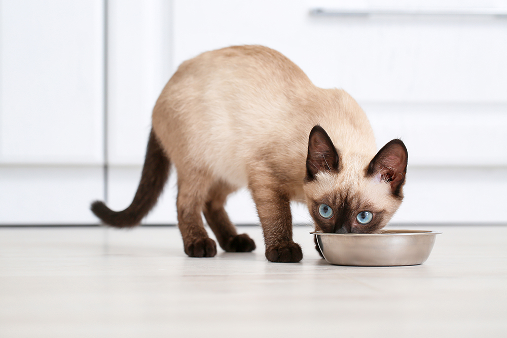 12 Best Cat Foods in 2026: Vet-Approved Reviews & Guide