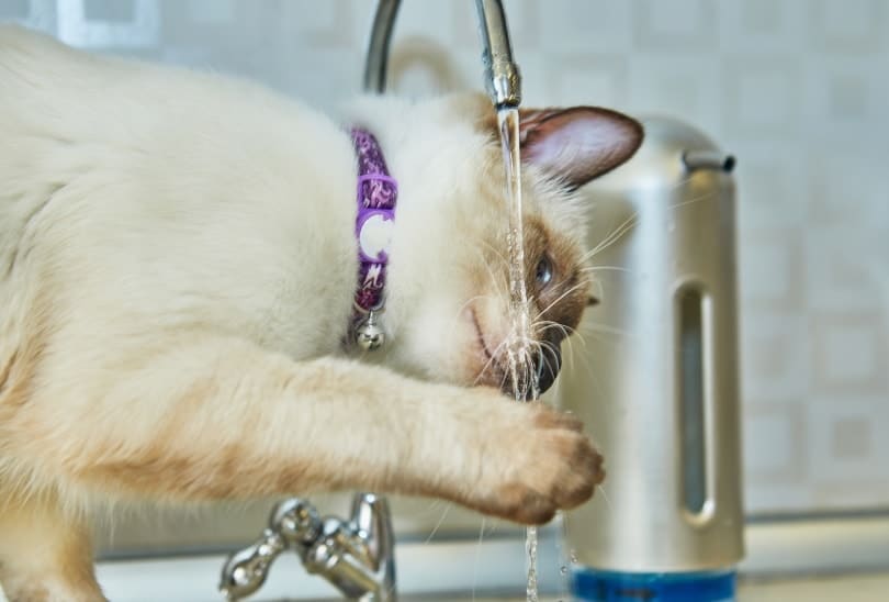 Do Siamese Cats Like Water? Breed Temperament Exposed (Vet-Verified)