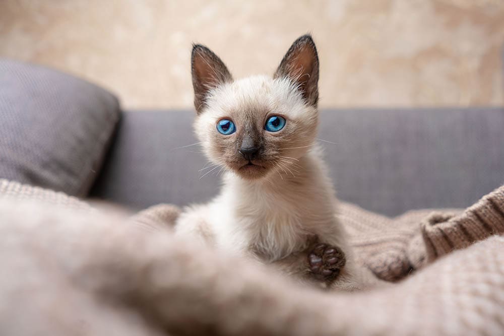 When Can I Let My Kitten Roam the House? Vet-Approved Info & 4 Safety Tips