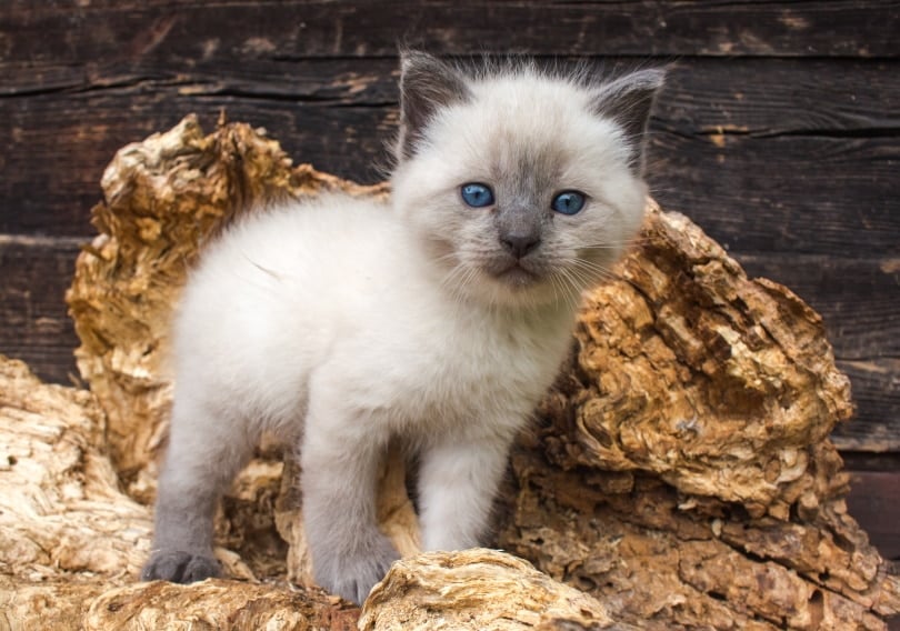 Siamese Kittens for Sale in Colorado: Breeders List 2026