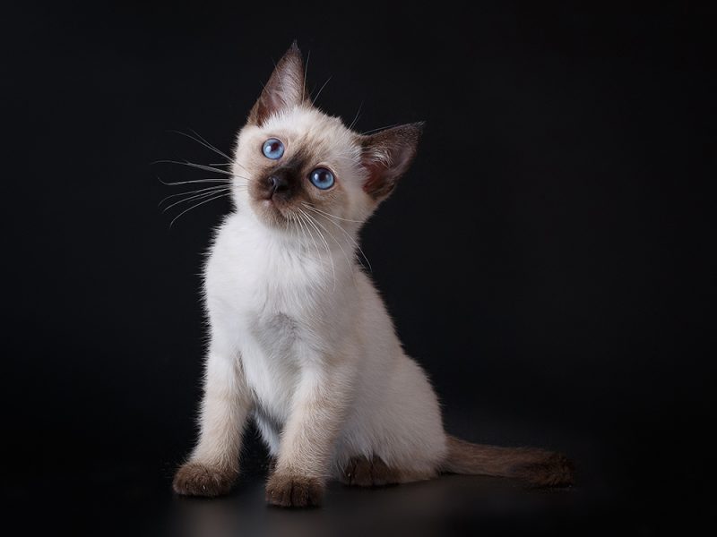 siamese kitten
