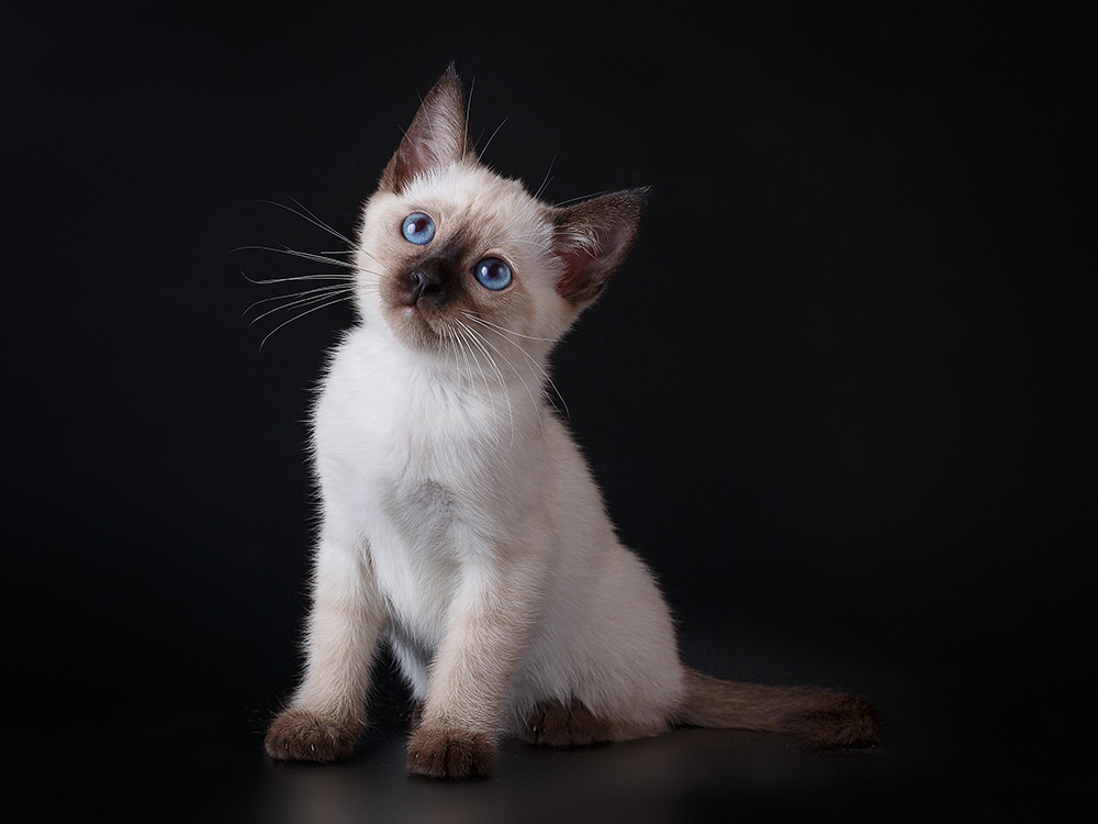 siamese kitten