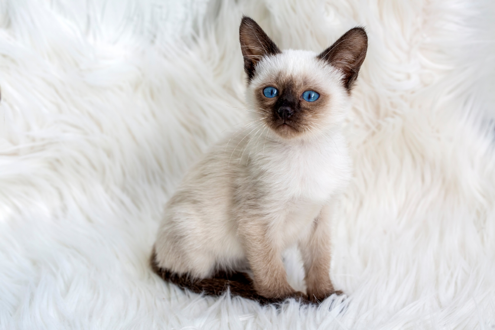 Siamese Kittens for Sale in Minnesota: Breeders List 2026