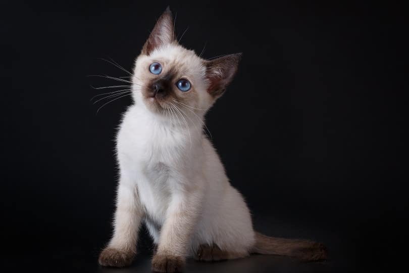 Siamese Kittens For Sale in the UK: 2026 Breeders List