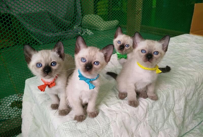 How Do Siamese Kittens Get Their Color? Vet-Verified Facts & Info