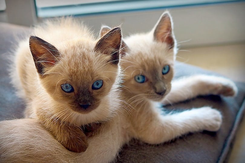 Siamese Kittens for Sale in South Carolina: Breeders List 2026
