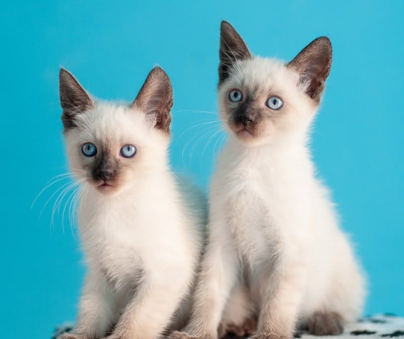 Siamese Kittens for Sale in Arizona: Breeders List 2026
