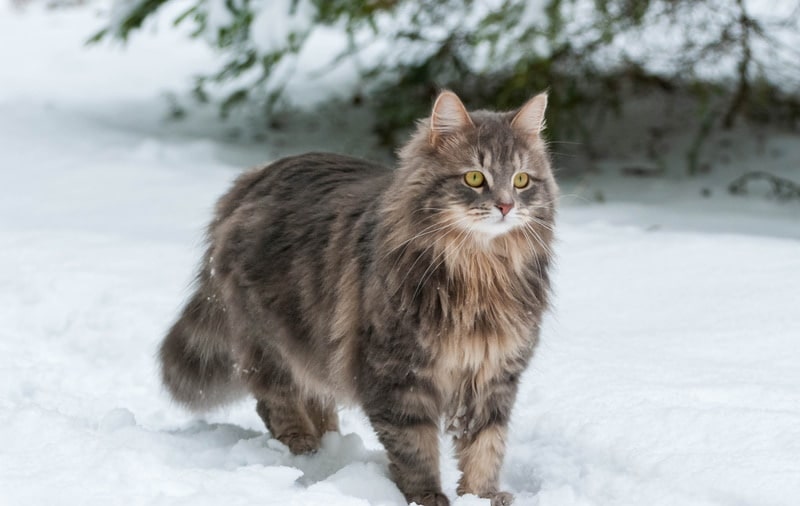 How To Keep Outdoor Cats Safe in Winter: 8 Great Ways