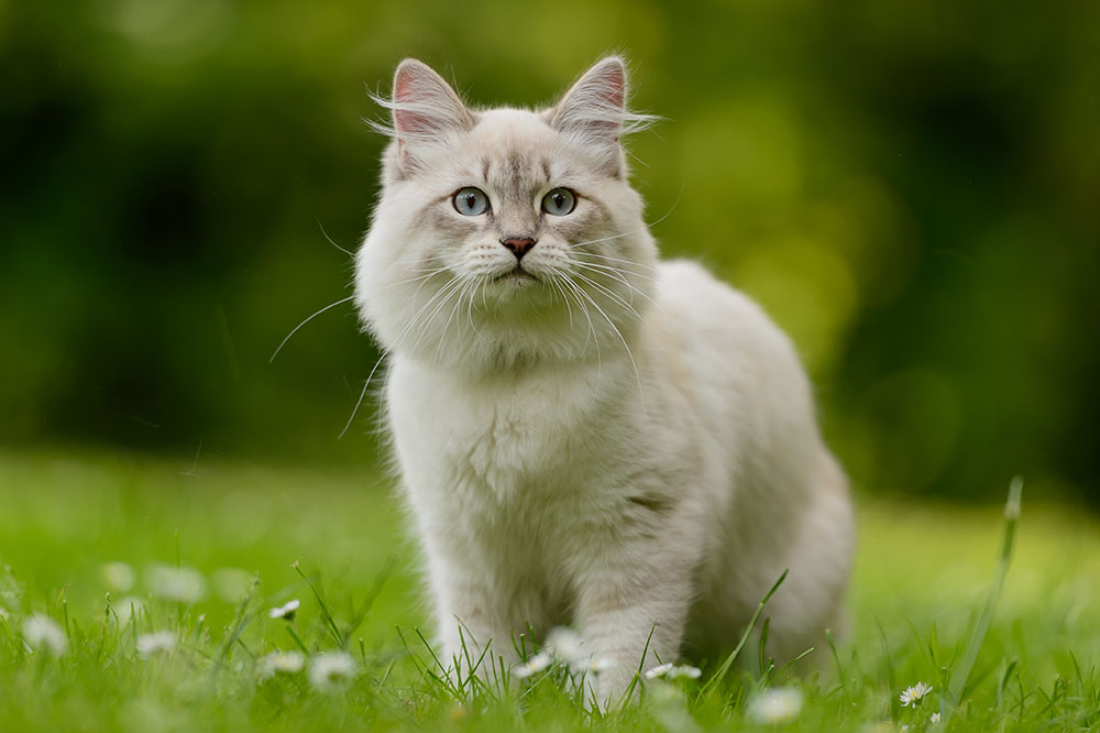 17 Most Beautiful Cat Breeds (With Info & Pictures)