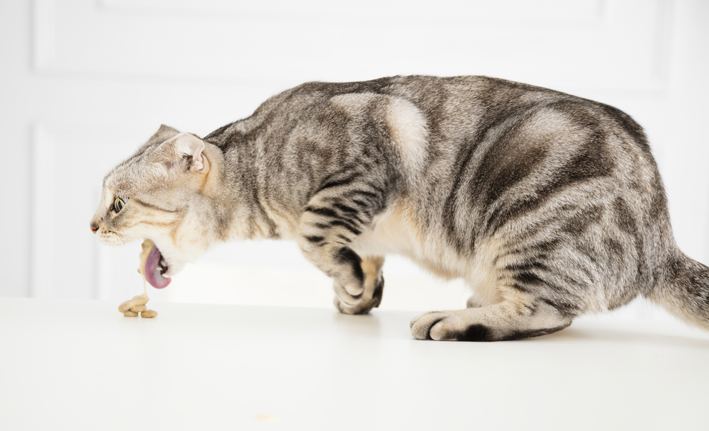 My Cat Threw Up - Are They Sick? (Vet Answer)