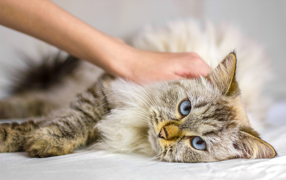 Osteosarcoma in Cats: Signs, Causes & Treatment (Vet Answer)
