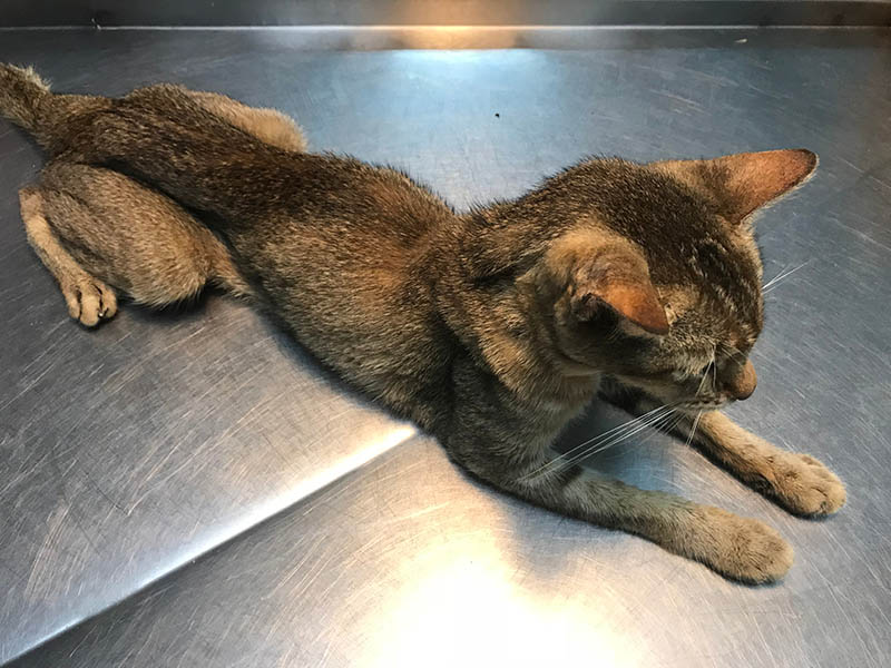 My Older Cat Is Losing Weight: 10 Vet-Reviewed Reasons