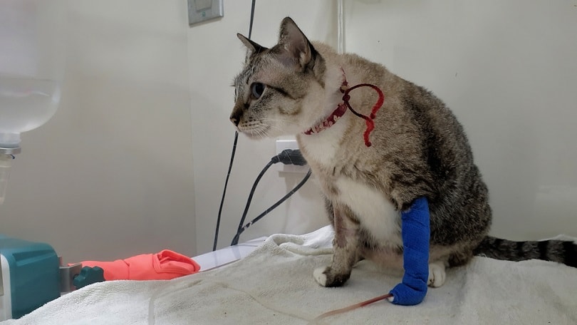 Skin Tumors in Cats: Histiocytoma Explained (Vet Answer)