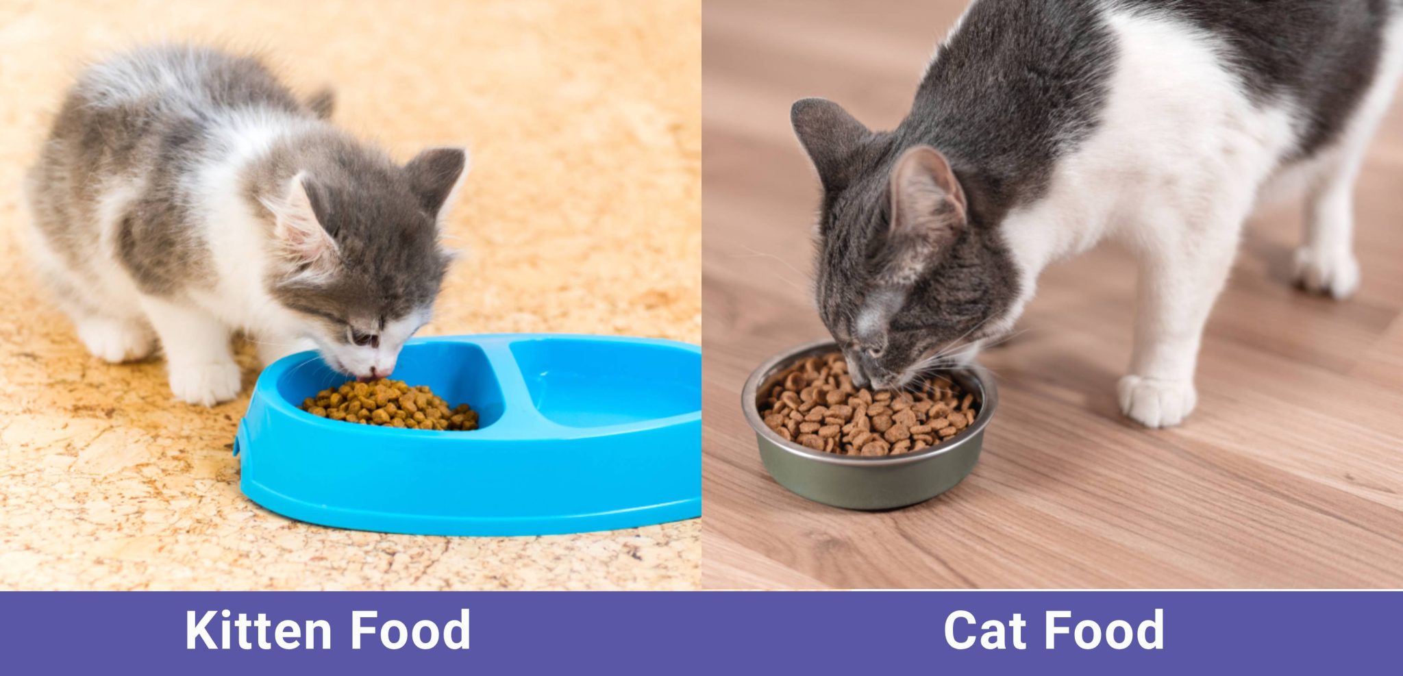 side by side Kitten VS Cat Fod