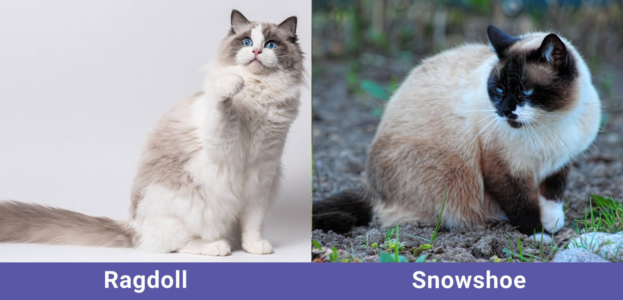 side by side Ragdoll VS Snowshoe