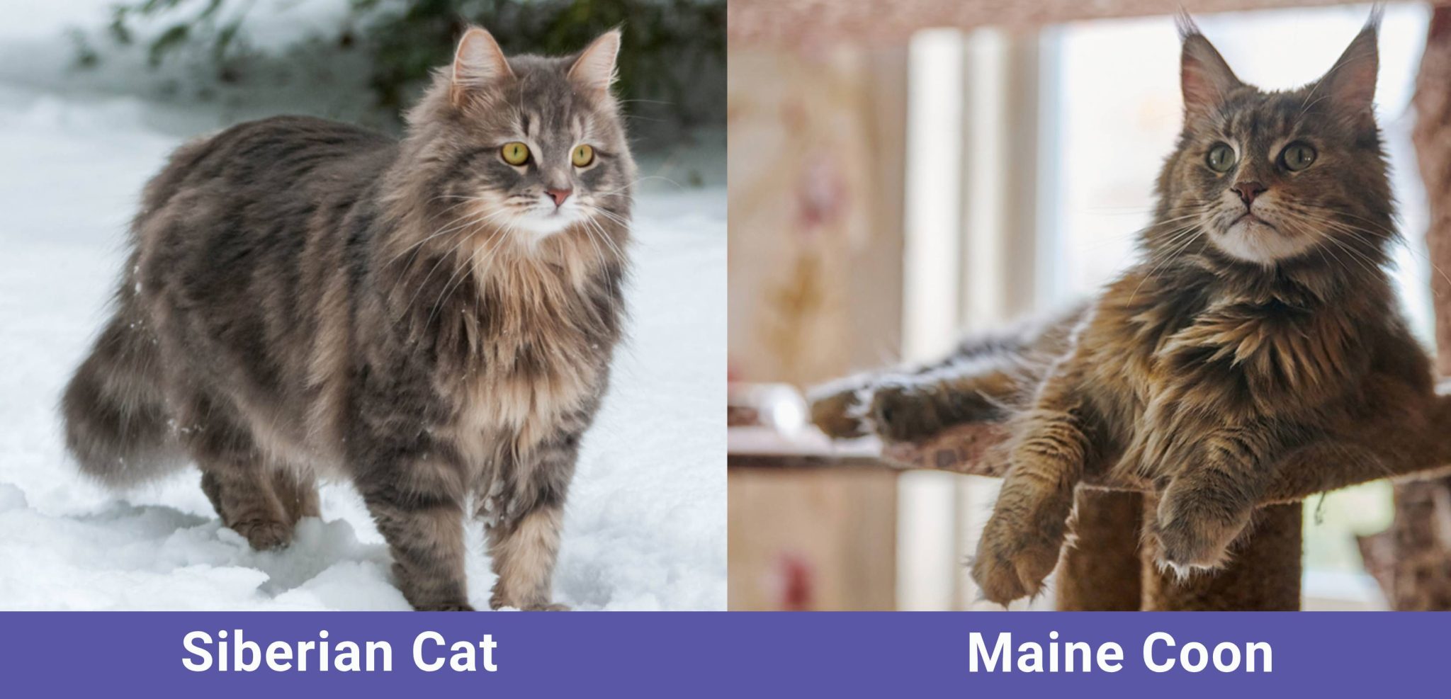 side by side Siberian Cat VS Maine Coon