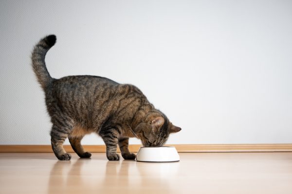 10 Best Low-Carb Cat Foods of 2026 - Reviews & Top Picks