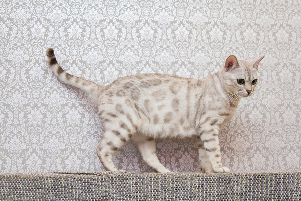 silver bengal cat walking on the edge
