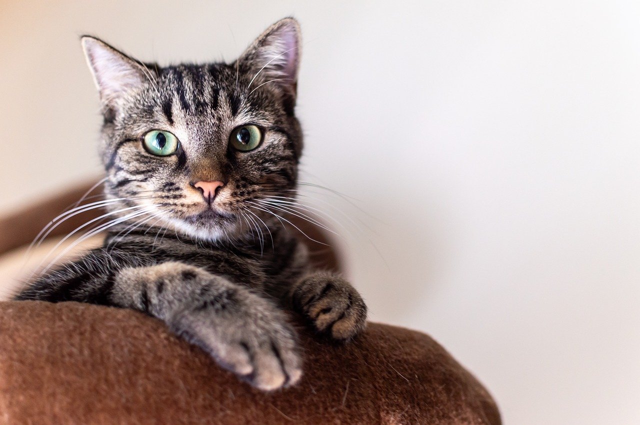 Domestic Shorthair Cat: Breed Info, Pictures, Traits & Facts