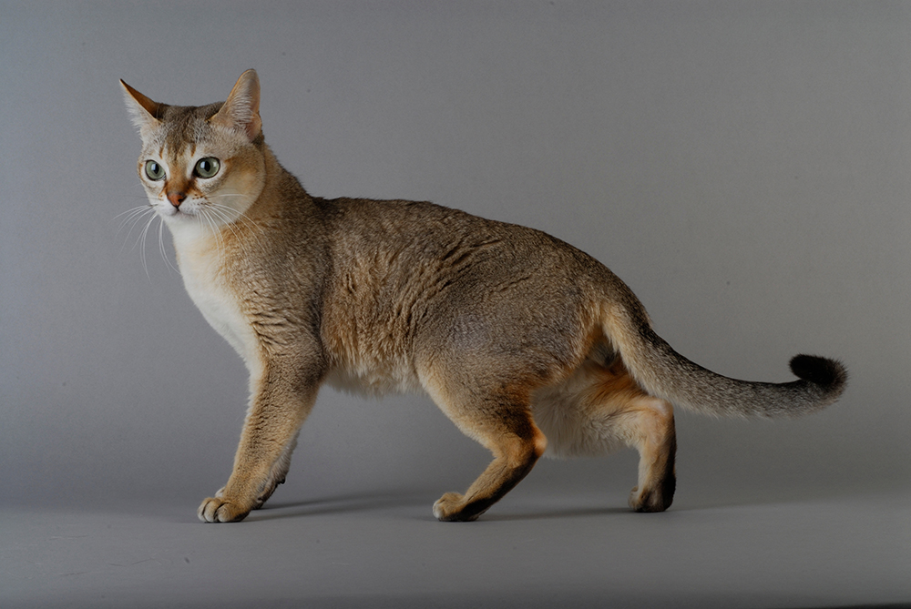 Singapura cat on grey background