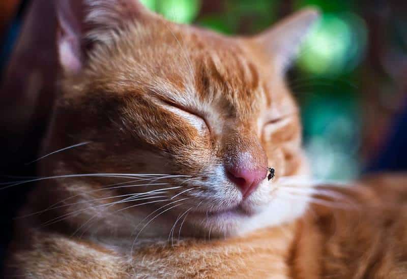 How to Prevent Insect Bites on Cats: 6 Useful Tips