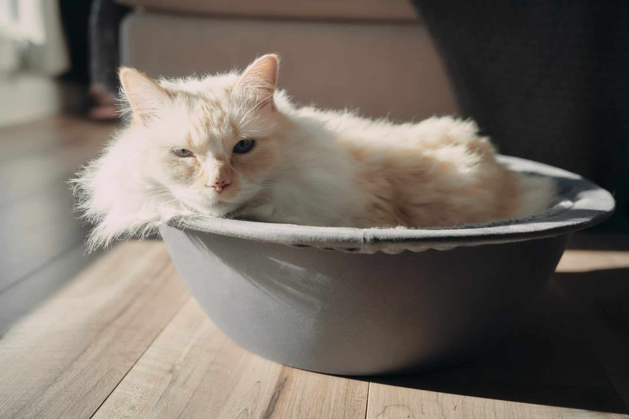 8 Best Self-Warming Cat Beds in 2026 - Reviews & Top Picks