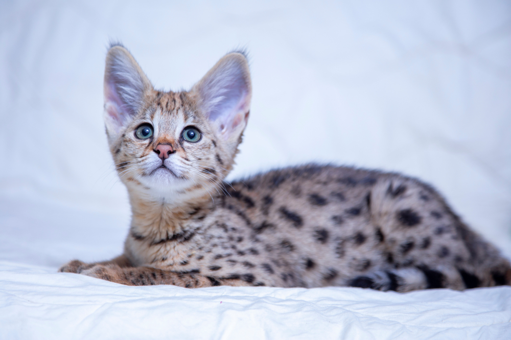 snow Savannah cat